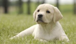 Page Toiletpapier - Eco - Duurzaam - 24 Rollen - Voordeelverpakking -Dagelijkse Producten Winkel 1200x697